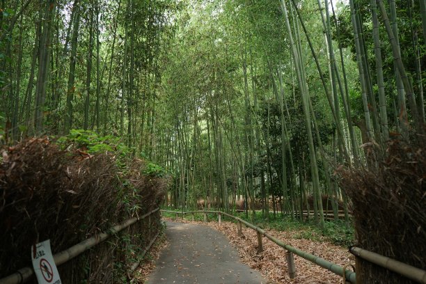 公园里的竹子
