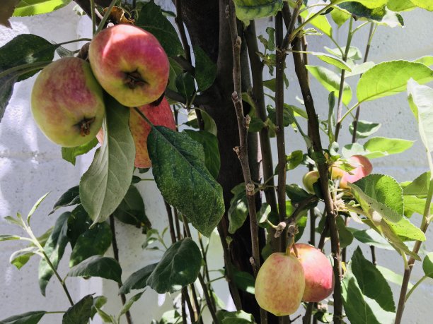 苹果园采摘季
