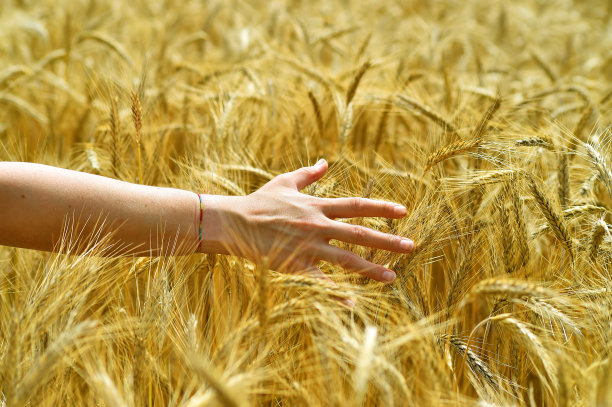 小麦麦穗成熟农作物