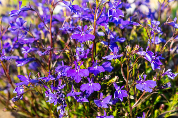 lobelia