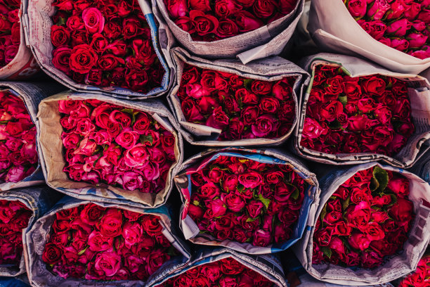 鲜花玫瑰花卉浪漫特写