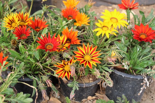 gazania