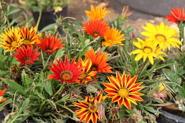 gazania
