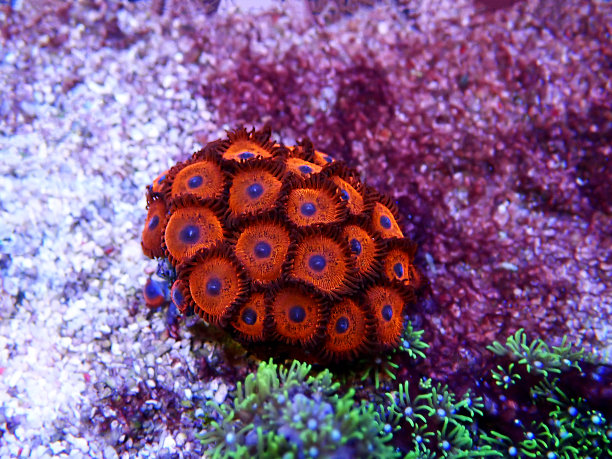 梦幻珊瑚背景