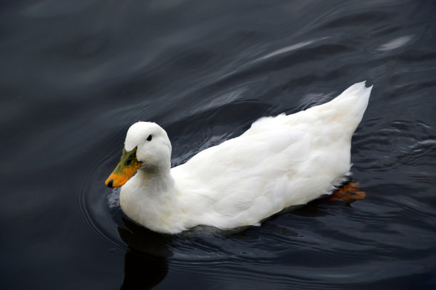 白色鸭子