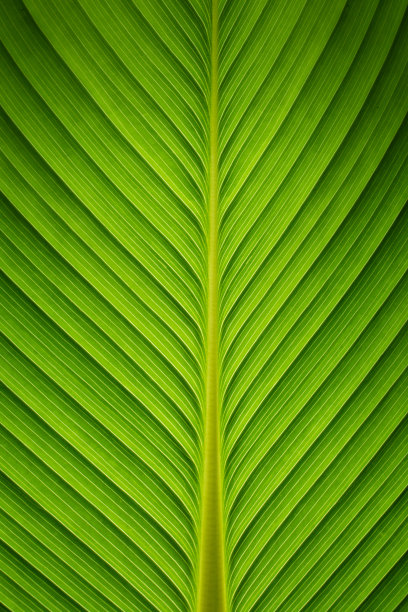 翠绿的植物绿叶纹理背景