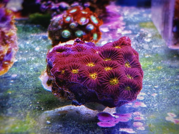 梦幻珊瑚背景