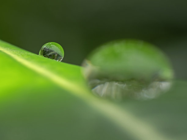 雨滴在树叶上背景模糊