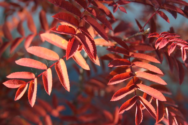 秋天的红水杉