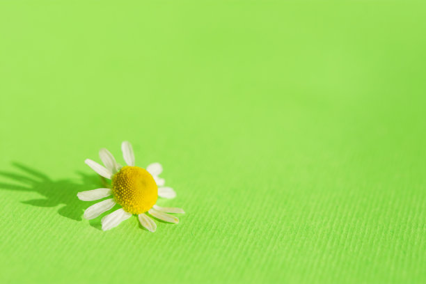 绿色背景上的雏菊花