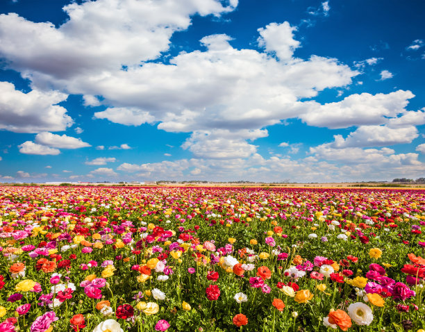 花朵地毯