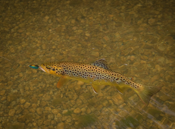 salvelinus
