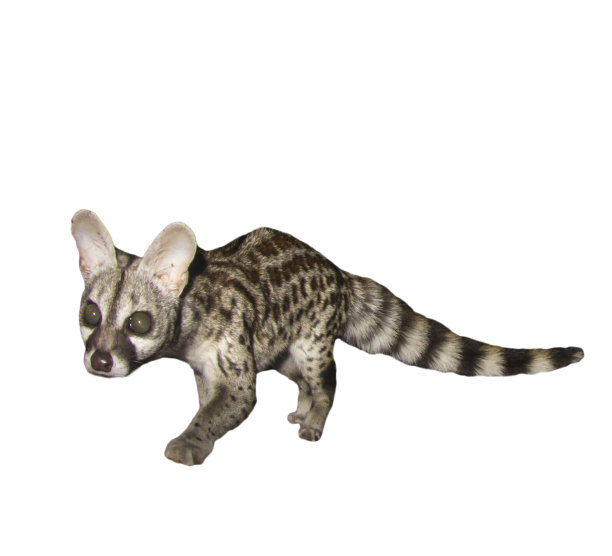 civet