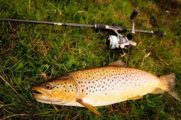salvelinus