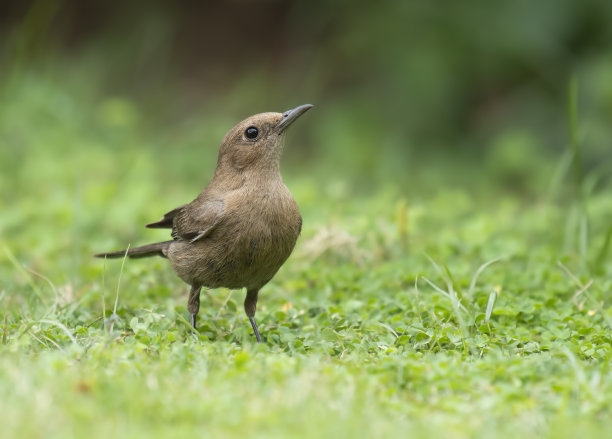 robin-chat