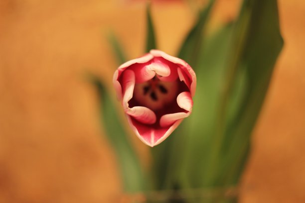 bloom