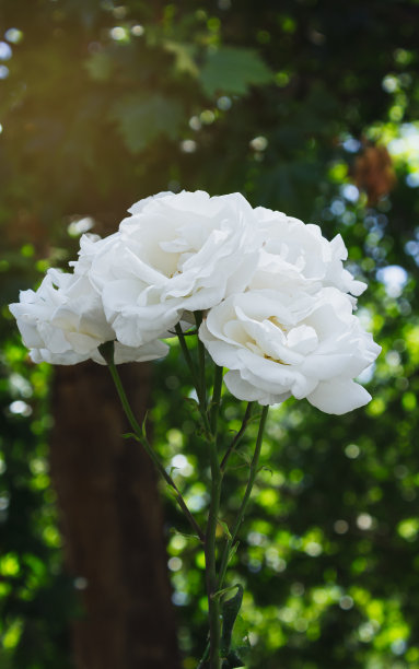 白玫瑰种植