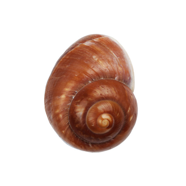 法式蜗牛,对称,背景分离