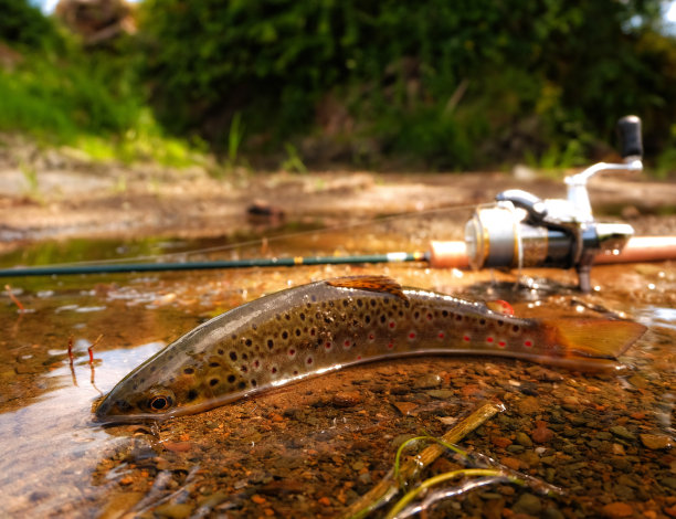 salvelinus