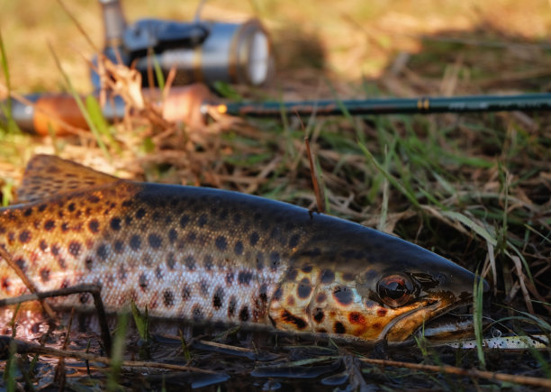 salvelinus