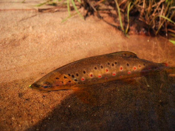 salvelinus