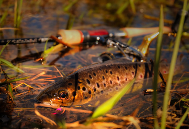 salvelinus