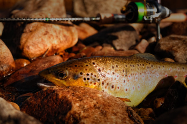 salvelinus