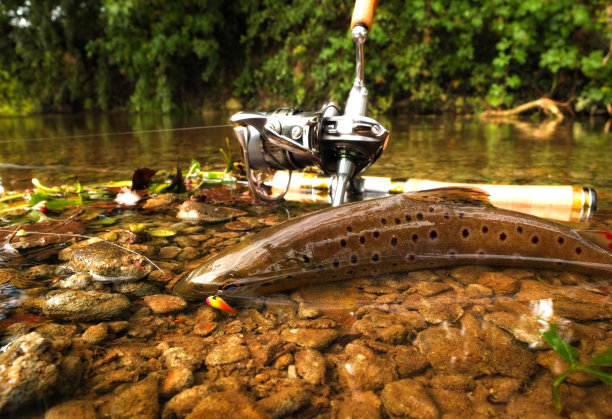 salvelinus