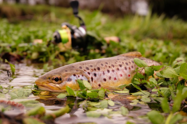salvelinus