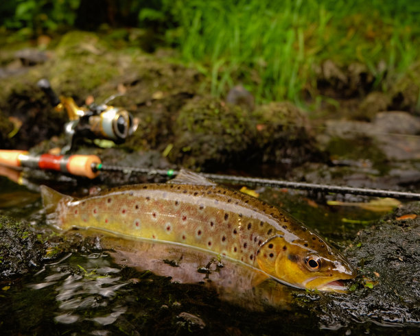 salvelinus