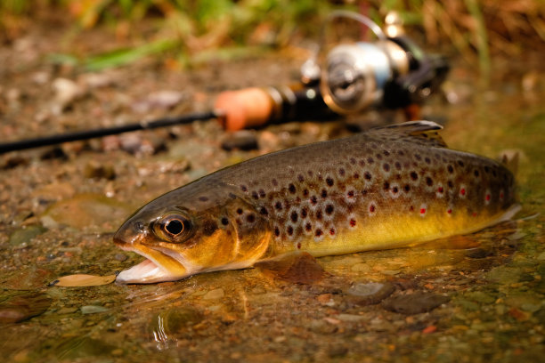 salvelinus