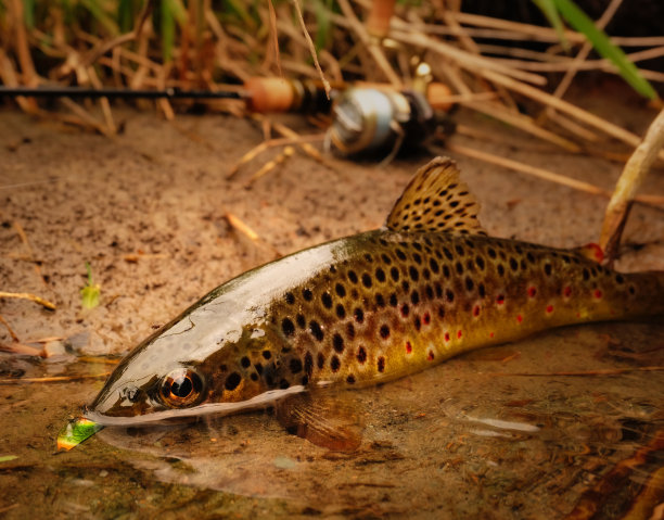 salvelinus