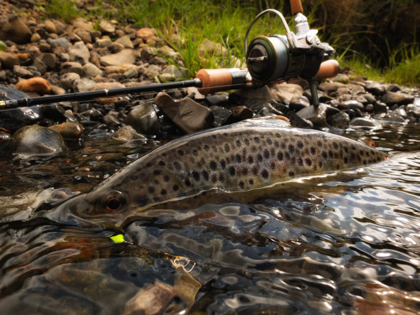 salvelinus
