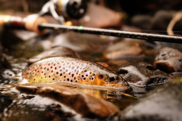 salvelinus