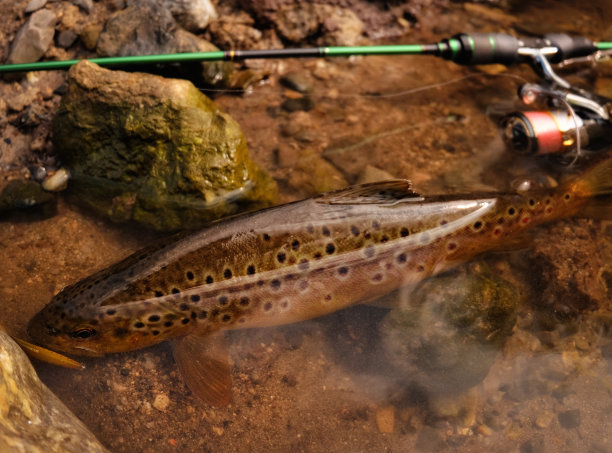 salvelinus