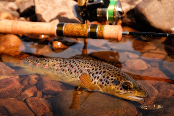 salvelinus