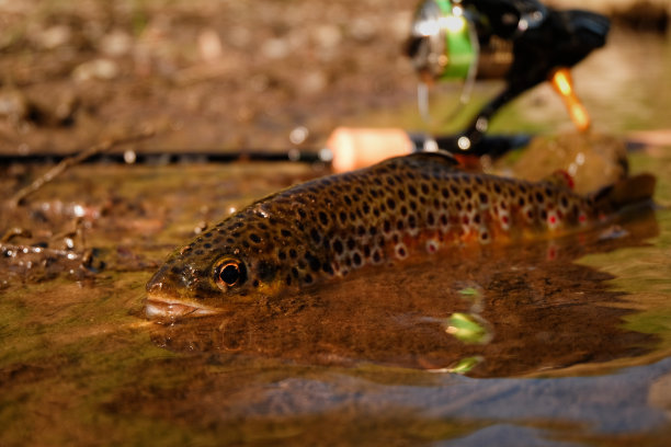 salvelinus
