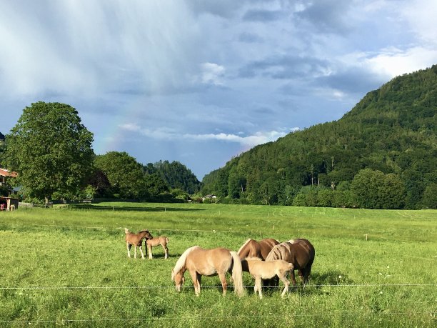 马岩松