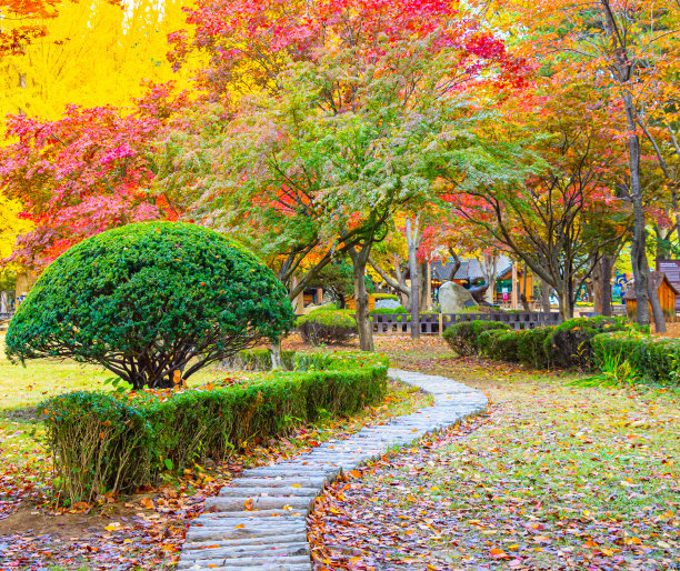 秋季银杏树道路