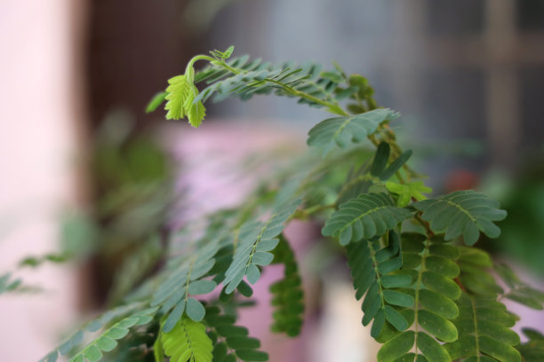 绽放花朵 植物 鲜花 摄影 生