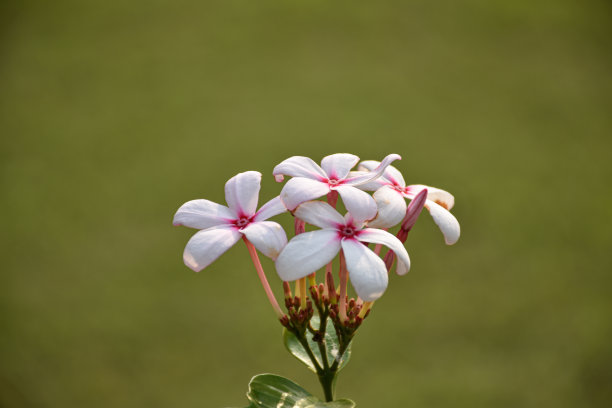 蜀葵 粉红花朵