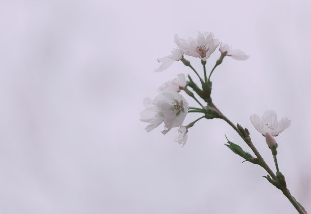 白香果花