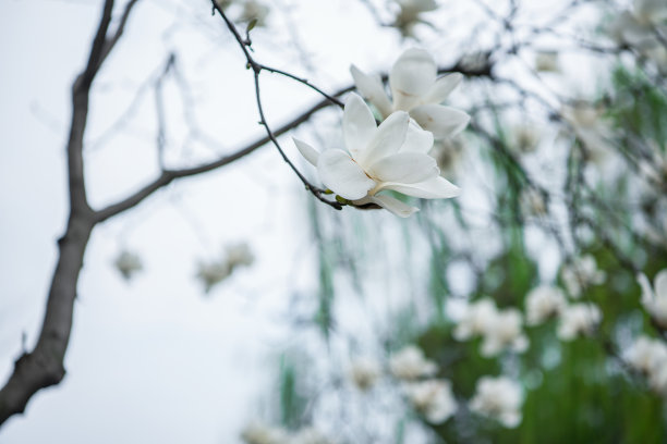 花草绿植装饰