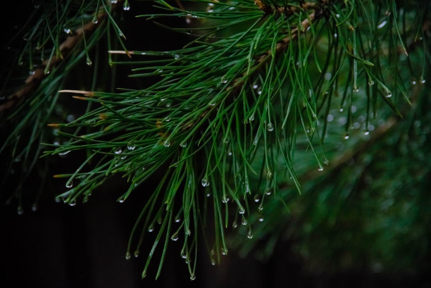 雨与松针