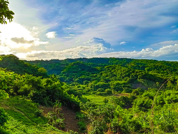 高山脉树林