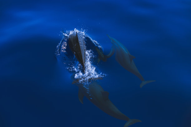 喷水的海豚
