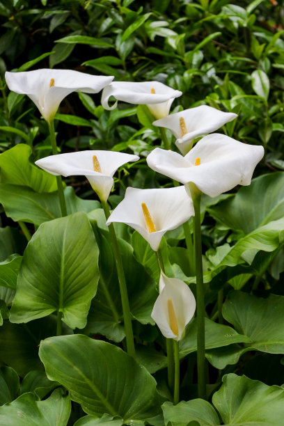 zantedeschia