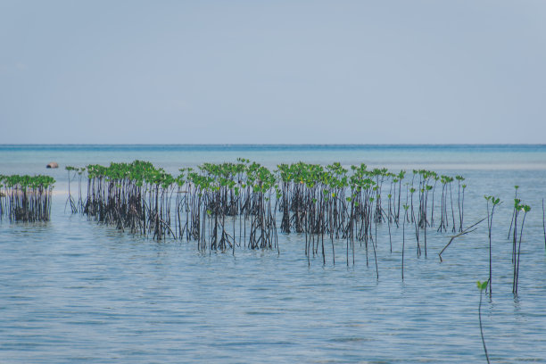 红树林海滩全景图