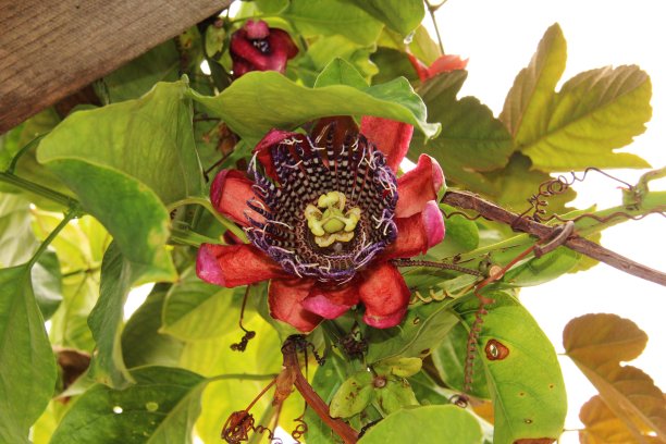 passiflora
