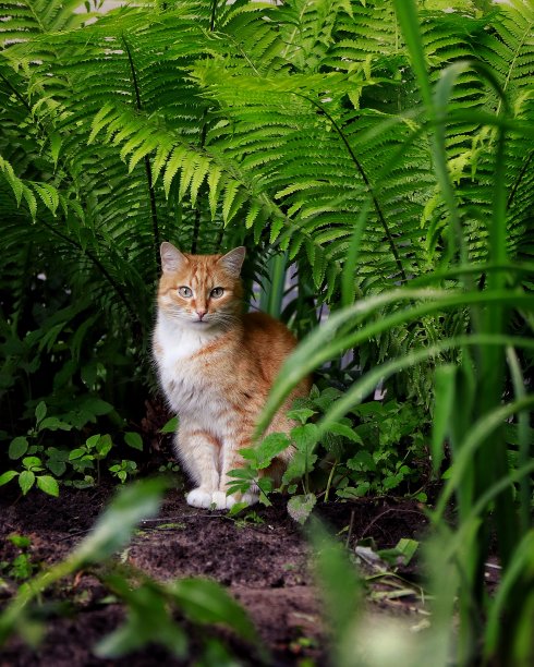 一只可爱橘色小猫咪